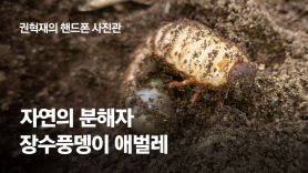 [권혁재 핸드폰사진관]자연의 분해자 장수풍뎅이 애벌레