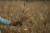지난달 28일 인도 잠무 외곽에서 한 여성이 밀을 수확하고 있다. 때 이른 폭염으로 인해 인도의 밀 수확량이 줄면서 인도 국내 수요 충당에 대한 걱정을 낳고 있고, 우크라이나 전쟁으로 출렁이는 세계 곡물 시장에도 영향을 줄 것으로 우려되고 있다. AP=연합뉴스