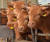 경북 포항시 남구 연일읍에 있는 한우농장에서 소들이 농장 밖 소식에 귀기울이고 있다. [뉴스1]