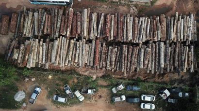 '지구 허파' 잘렸다…아마존 삼림 파괴, 올해만 뉴욕 2배 면적