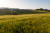 전북 고창 학원농장에서 이달 15일까지 청보리밭축제가 열린다. 드넓은 보리밭이 파도처럼 일렁이는 모습이 장관이다.