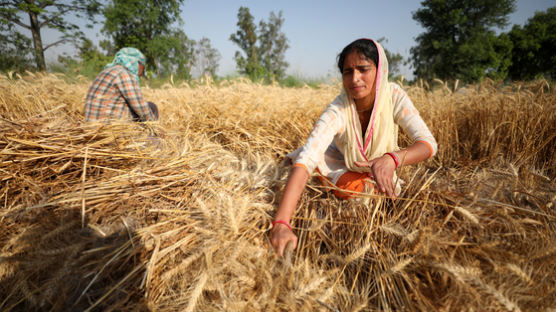 세계 2위 밀 생산국 인도, 밀 수출 금지…정부 허가 물량만 수출