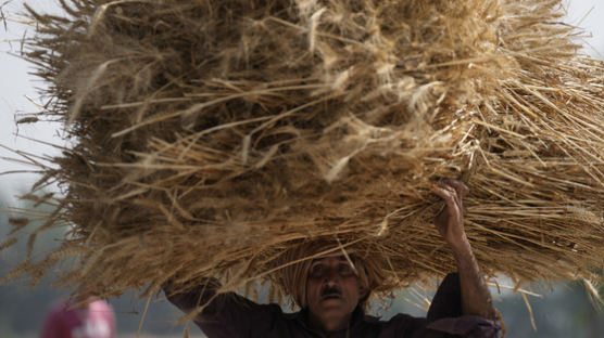 밀 생산 2위 인도, 수출 빗장...전세계 '식량보호주의' 번진다 