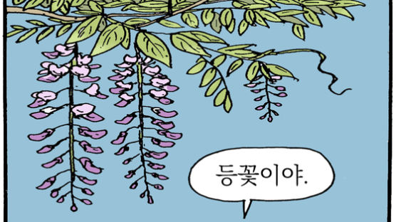 [소년중앙] 치렁치렁 등나무 꽃그늘…향기로운 동네 쉼터죠