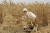 인도 밀을 수확하는 농부. AFP=연합뉴스 