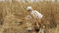 인도 수출금지에 밀 가격 두 달 만에 최고치…"암울한 전망"