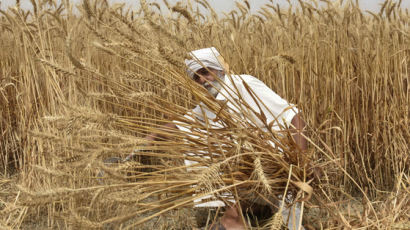 인도 수출금지에 국제 밀값 6% 급등...국제 곡물시장 충격 
