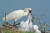 멸종위기종인 저어새의 모습. 사진 국립생태원