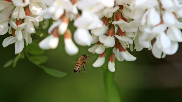[포토타임] 아카시아 꿀 향기에 날아든 꿀벌 