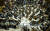  2011년 정명훈이 지휘하는 서울시향은 말러의 '천인교향곡' 연습을 위해 서울예술고등학교 강당을 빌렸다. [중앙포토]