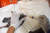 3일(현지시간) 인도 서부 아흐메다바드 지브다야 자선 신탁이 운영하는 한 동물병원에서 관계자가 탈진해 추락한 비둘기에게 먹이를 주고 있다. AFP=연합뉴스