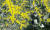 한컴인스페이스가 위성사진을 통해 국내 벼농사 작황을 분석한 화면. [사진 한글과컴퓨터]