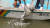 한강 하구 경기도 고양시 행주선착장 한상원 행주어촌계장의 형제호에서 고양시가 어민들과 한강으로 황복치어를 방류하는 모습. 행주어촌계