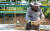 12일 충북 청주의 한 양봉장에서 양봉업자가 아카시꿀을 채밀하기 위해 벌통을 살펴보고 있다. 연합뉴스