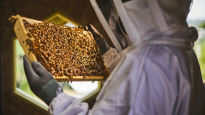 사라진 꿀벌 78억 마리…회장님도, 롤스로이스도 ‘벌’ 키운다