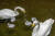에버랜드 큰고니 부부인 날개(수컷, 왼쪽)와 낙동(암컷)이 늦둥이 새끼들과 물놀이를 하고 있다. 에버랜드