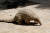 코로나19 중간 매개체로 지목된 멸종위기종 천산갑. 사진 위키피디아.