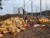 충북 제천시 신월동에 있는 제천산림조합 부지 내 수매장에 낙엽이 쌓여있다. 사진 제천시