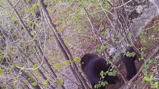 복원 18년만에 경사 났네…지리산 반달가슴곰 '증손' 태어났다 [영상]