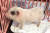 경기 성남의 한 정육점에서 홍보용으로 살아있는 새끼 돼지 두 마리를 데려다 놨다는 주장이 제기됐다. [인스타그램 캡처]