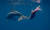 낚시줄과 비닐백이 꼬리에 매달려 있는 돌고래. [사진 eco2.com] 