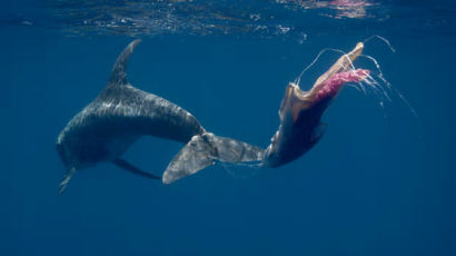 친환경 물티슈는 고래를 구할까…변기에 버리는 물티슈의 진실