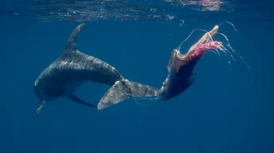 친환경 물티슈는 고래를 구할까…변기에 버리는 물티슈의 진실