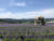 전북 정읍 칠보산 자락 '허브원' 농장은 국내 최대 규모 라벤더 밭을 갖췄다. 사진 허브원