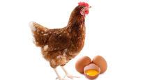 대마 '약빤 닭' 면역력 놀라운 변화…달걀 마약성분 봤더니