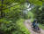 경북 울진군 금강송면 임도를 달리고 있는 기자. 나뭇가지에 카메라를 고정시킨 후 셀프타이머로 촬영했다. 김성룡 기자