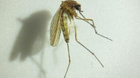 부산 이어 울산서도 일본뇌염 매개 모기 발견…"주의해야"