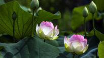 분홍·초록·흰색의 물결…팔당호 ‘세미원’으로 떠나는 ‘연꽃여행’