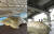 30일 정자역 인근 탄천 산책로에서 발견된 자라(왼쪽). 서울 잠수교에서 숭어가 물을 거슬러 오르는 모습. [온라인커뮤니티,연합뉴스]
