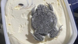 미국 아이스크림 열었더니 두꺼비가 얼린채 눌려있었다