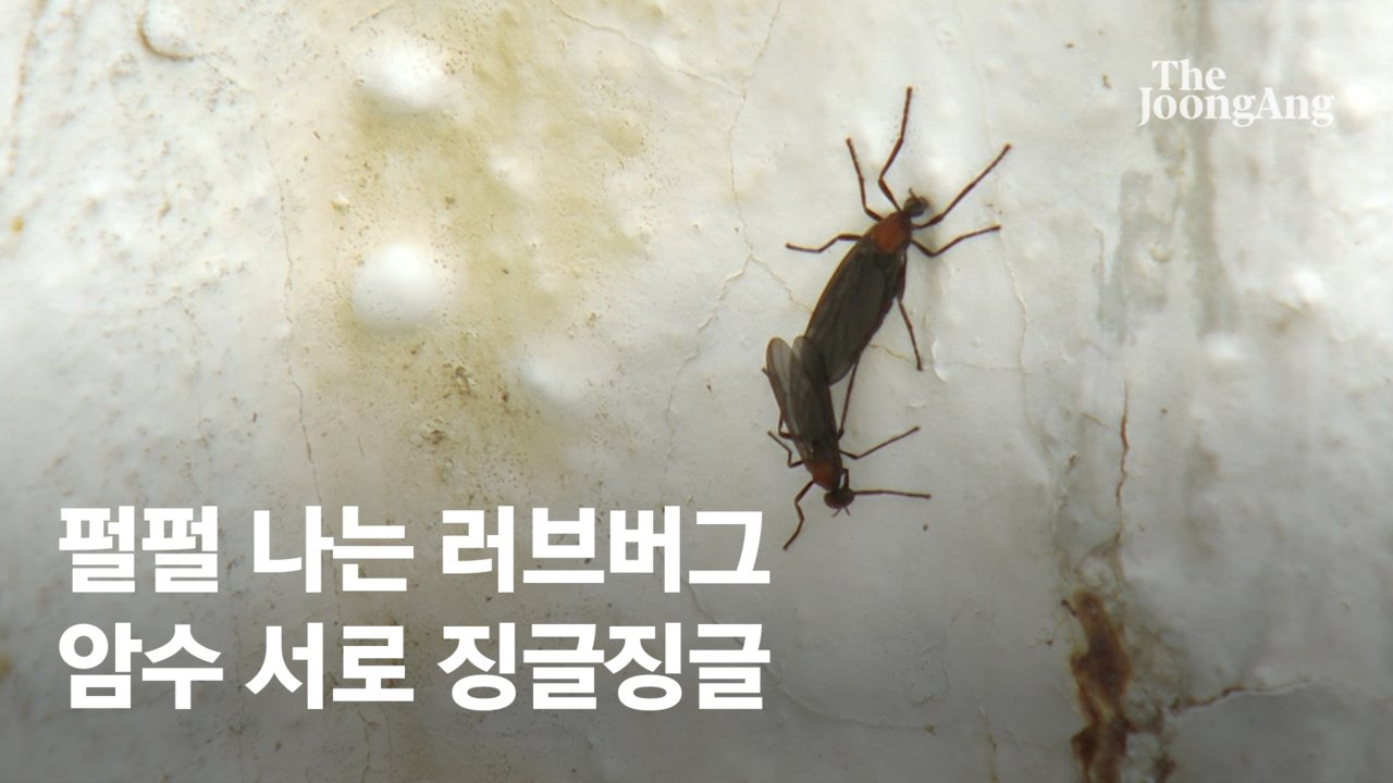 은평구 덮친 벌레 반전…