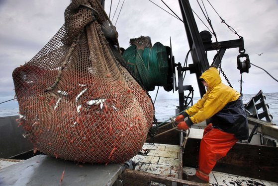 미국 뉴잉글랜드 연안에서 새우잡이를 하고 있는 모습. 전 세계에서 매년 잡아올리는 9000만 톤의 어패류는 주요한 식량 자원이다. AP=연합뉴스