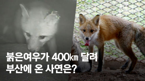 '멸종위기' 붉은여우의 부산행…홀로 400㎞ 내달려 간 이유는 