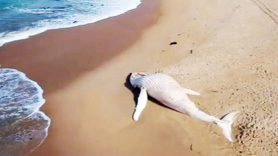 "대리석인 줄"...호주서 발견된 순백색 고래, 세계 유일 알비노?