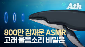 우영우가 감동한 혹등고래…800만 잠재운 그 고래 울음소리[영상]