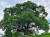 경남 창원 동부마을에 있는 팽나무 [사진 창원시 공식 블로그 캡처]
