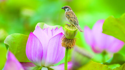 [사진] 연꽃 위에서 명상하는 참새?