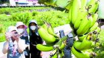 [사진] 연일 폭염 … 강원도서 자라는 바나나