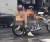상의를 탈의한 남성이 비키니를 입은 여성을 오토바이 뒤에 태우고 서울 시내를 달리고 있는 모습. [온라인 커뮤니티 캡처]
