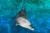 국내 수조관에 남은 마지막 남방큰돌고래 비봉이가 제주 서귀포시 퍼시픽리솜에서 사육되는 모습. 비봉이는 조만간 서귀포 인근 가두리에서 야생 적응 훈련을 받은 뒤 해양에 방류될 예정이다. 사진 해양수산부