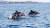  제주도 앞바다를 자유롭게 유영하고 있는 남방큰돌고래. 돌고래 서식지로 알려진 서귀포 대정읍 연안에서 어렵지 않게 만날 수 있다. 사진 디스커버제주