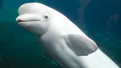 파리 센강에 갇힌 흰고래 벨루가…구조 애먹는 당국