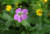  점봉산 곰배령 야생화 군락지에 핀 둥근이질풀꽃.