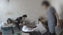 쓰레기집서 고양이 30마리와 사는 女…'유명가수' 누나였다