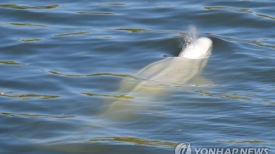 파리 센강에 나타난 벨루가 고래…3000㎞ 흘러온 뒤 식음 전폐