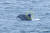 지난달 23일 제주 서귀포시 대정읍 앞바다에서 찍힌 남방큰돌고래 사진. 등지느러미 쪽이 잘린 것을 볼 수 있다. 사진 핫핑크돌핀스 홈페이지 캡처